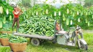 Неугомонная Гюльнара из Вьетнама. Сбор урожая огурцов 100 КГ. Продажа на Местном рынке.