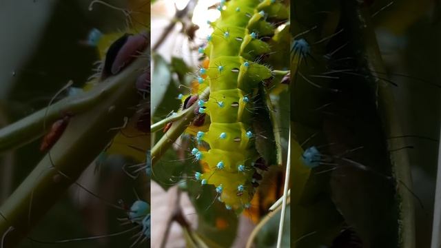 ГУСЕНИЦА 🐛ВЕЛИКАН 🦋БАБОЧКИ🦋 НОЧНОГО ПАВЛИНЬЕГО ГЛАЗА. КАК ОНА ЗАЩИЩАЕТСЯ? Saturnia pyri.