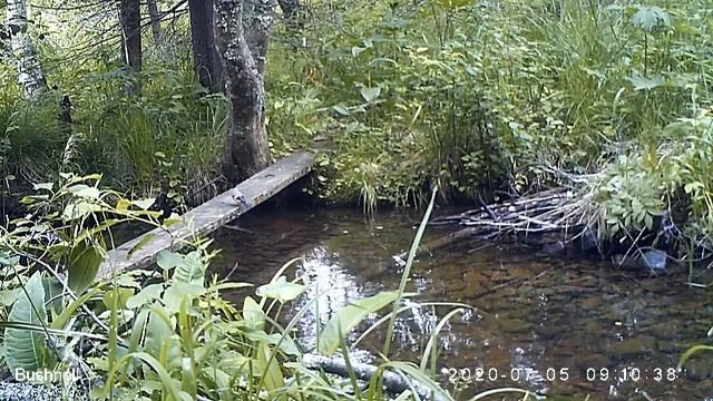 Снегири смотреть онлайн