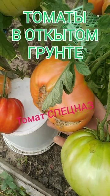 ТОМАТЫ В ОТКРЫТОМ ГРУНТЕ!!!