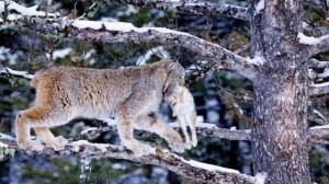 Рысь.Звуки и фотографии рыси