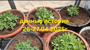 Дачные истории 26-27.04.2025г. Пережидаем заморозки. Сажаю петунии и калибрахоа на ПМЖ.