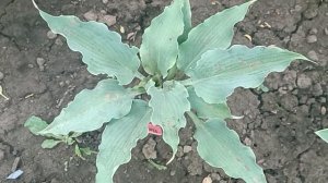 #хосты#многолетники#пруд#Хоста Neptune 2023