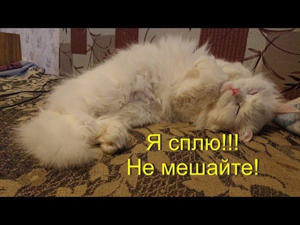 Сплю, как удобно! #Shorts