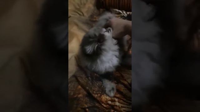Шпицуля