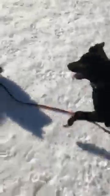 Малыш шпиц не боится играть с большой собакой смотреть онлайн