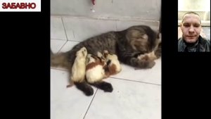 очень смешные кошки!