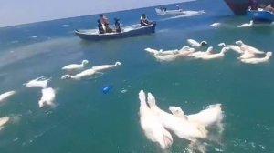 Корабль с тысячами овец на борту потерпел крушение у берегов Йемена