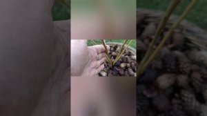 Спасаем от возвратных заморозков наши растения. 26.04.2025