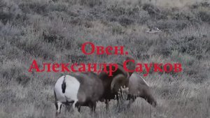 Овен (Примера клипа 2025 г.)