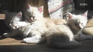 Три светлых сыночка и лапочка дочка