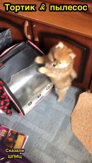 Тортик  пылесос