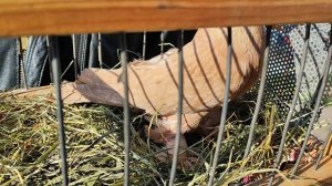 27.04.2025г ст. Бронницы ч. 3 👍👍 короткий обзор