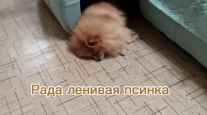 Радка ленивая псинка