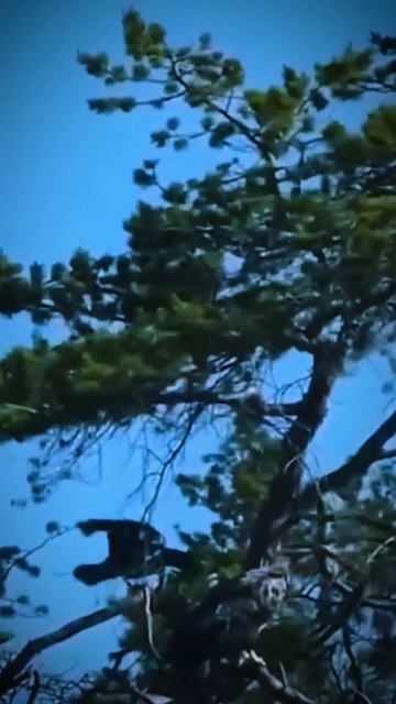 Белое море #shorts #travel #море #природа #отдых смотреть онлайн