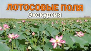 Лотосовые поля. Экскурсия. Дельта Волги. Лотосы
