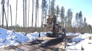 Грузим Валентину #валочная #лесоруб #дровосек #лесозаготовка #logger #tigercat
