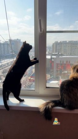 Наблюдаем за шпиониро голубиро!🐦😹 #котики #мем #шпионироголубиро