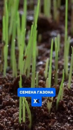 Как выбрать семена для идеального газона?