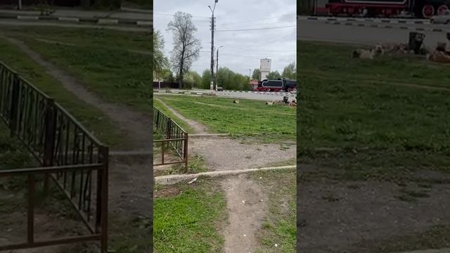 Шумерля со стаей собак в центре.