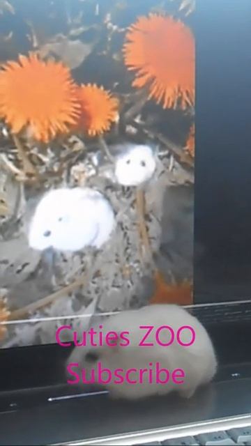 Снежок гуляет на ноутбуке Snowball walks on a laptop #Shorts смотреть онлайн