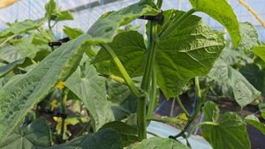 Огурец Корвин, начало плодоношения. апрель 2025.