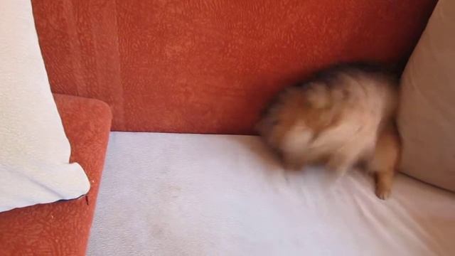 Прикольный Шпиц