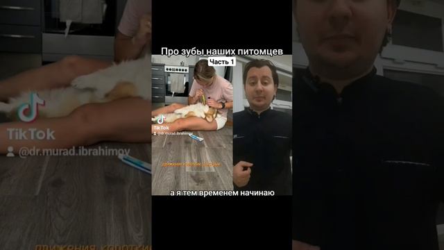 Про зубы питомцев Ч.1 #стоматолог #стоматология #зубнойкамень #гигиенаполостирта #зуб #собаки #кошк