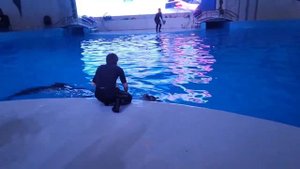 Дельфинарий в городе Грозный, Чеченская республика. #дельфины #дельфинарий #чечня #грозный #кавказ