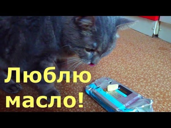 Масло я люблю!#Shorts