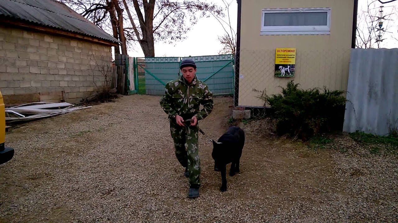 НКД вео дрессировка на площадке . 16 года Беня. курс послушания