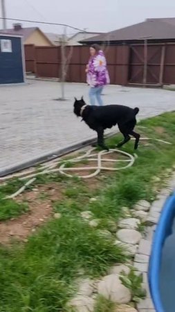 Гер Хип Граве. 3г. Севастополь.. сын Роман-Кош Урсола и Гер Хип Цаниты. 26.04.25