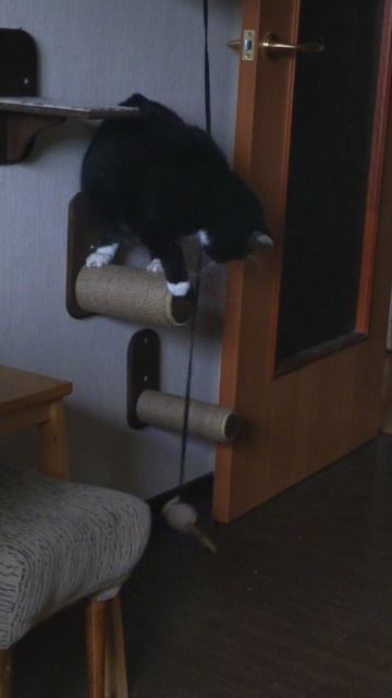 Игрушка -- 2025-04-27