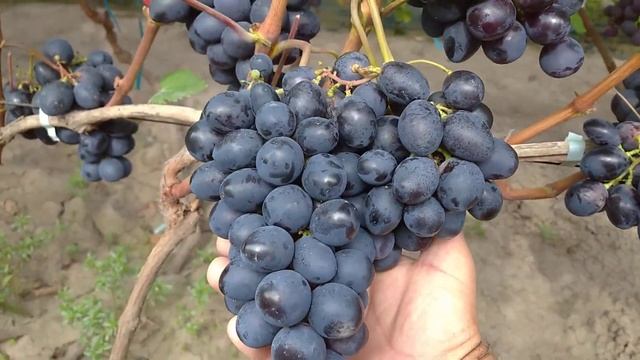 ласточка(0662571710) смотреть онлайн