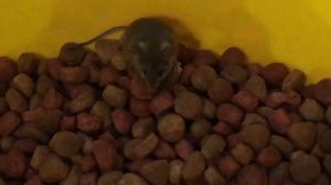 Полевые мыши пришли отведать собачьего корма