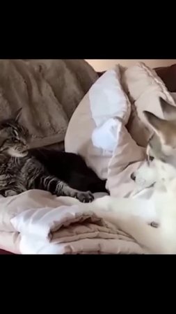 Котики (31)