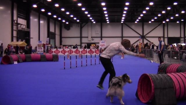 D-OPEN L - Пономарева Вера и Австралийская овчарка БЛЭК СТРЕЙДЖЕР УМА ТУРМАН смотреть онлайн