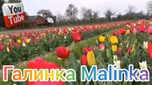 Ольга Уралочка live /Жесть /Все наряды заср🤣ла /Обзор Влогов /Уралочка и Сафар