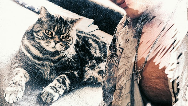 Буслик (Котик в коробке) Британские кошки - Русский дух