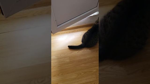 Кошка #киса #кошка #кошкавидео #грозный#чечнягрозный #саранча#tiktoktrend #tiktok #залетайвтренды