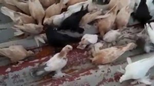 Узбекские двухчубые голуби