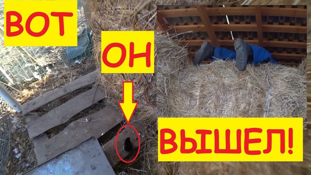 Похолодало... / Курица вывела цыплят в сене / Семья в деревне