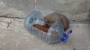 ЕЖИК ЛЮБИТ КИТИКЕТ! Видео от SAFa