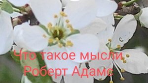 Что такое мысли Роберт Адамс
