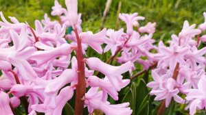 Начался садовый сезон. Сею в теплице редиску, шпинат и цветы. Холодно, снег