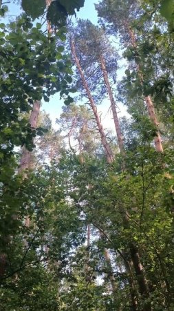 Среди сосен