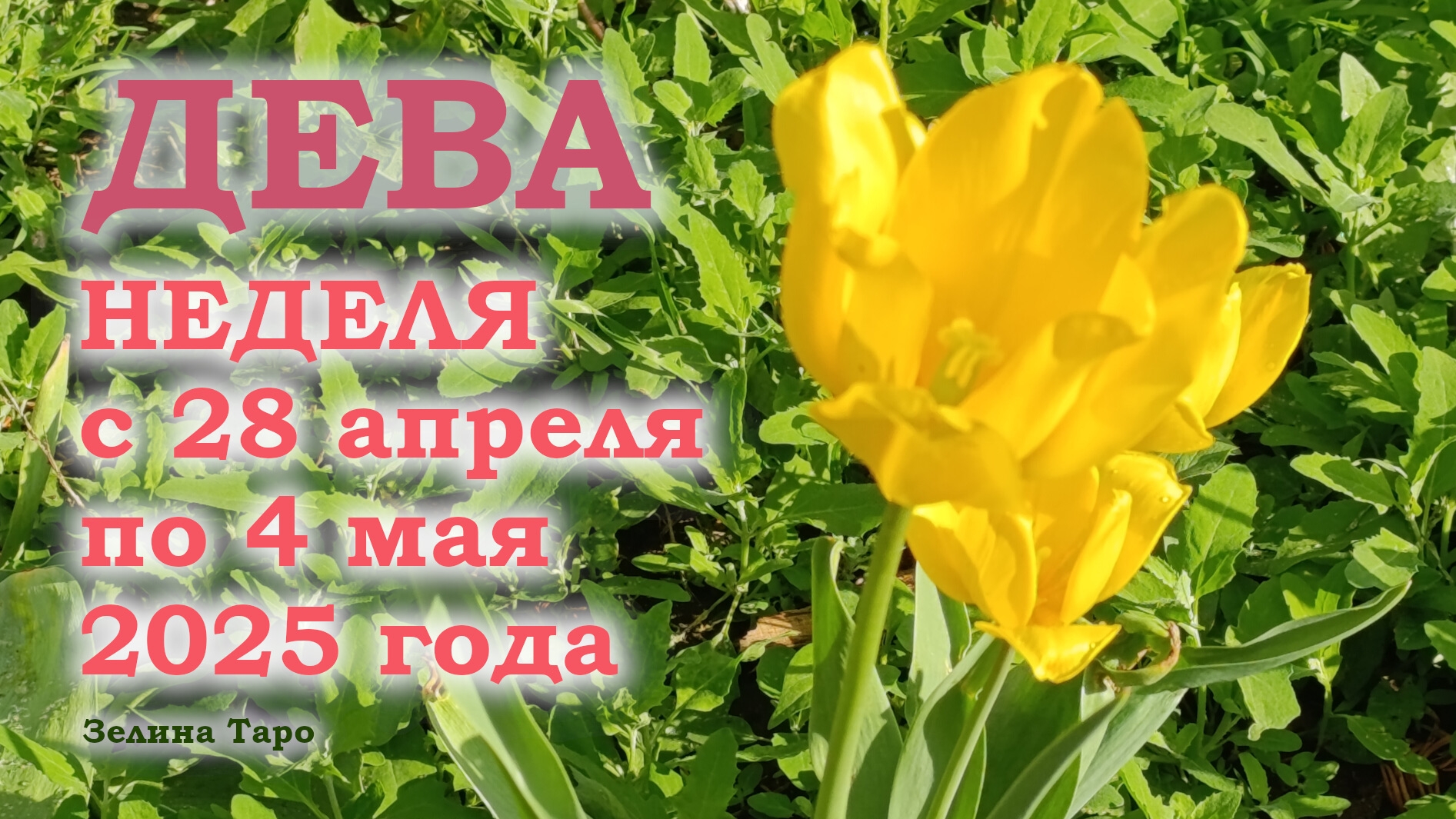 ДЕВА| ТАРО прогноз на неделю с 28 апреля по 4 мая 2025 года
