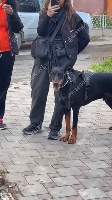 В Краснодаре на улице Ставропольской выгуливают опасную собаку без намордника.