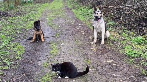 Восточно-европейская овчарка и Немецкая овчарка / железная выдержка с раздражителем котом