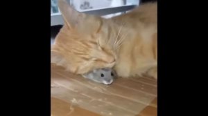 🤣 Новые видео с кошками 2024 🐈 Смешные видео с кошками − Funny Cats